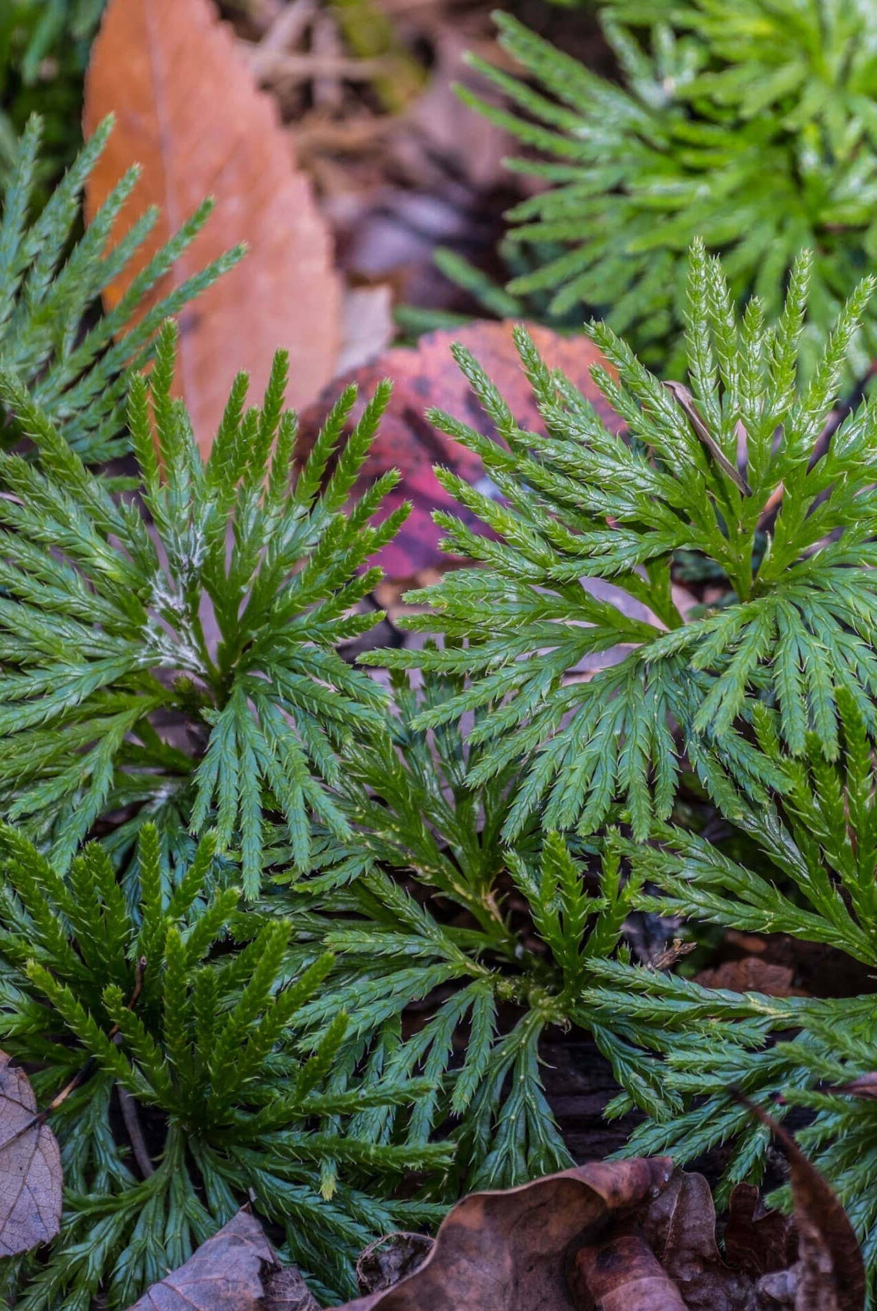 GardenPerspective - Wholesale Live Plant - 5 Running Cedar Juniperus Horizontalis Perennial Bare Root3
