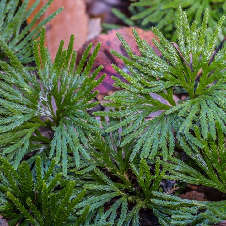 GardenPerspective - Wholesale Live Plant - 5 Running Cedar Juniperus Horizontalis Perennial Bare Root3