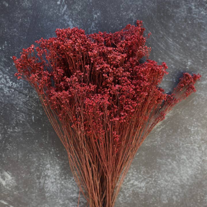 FlowerFantaSee - Wholesale Dried/Pressed Flowers - Dried Broom Bloom1