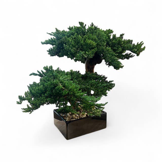 Forever Green Art - Wholesale Artificial Plant - Preserved Monterey Bonsai - Double1