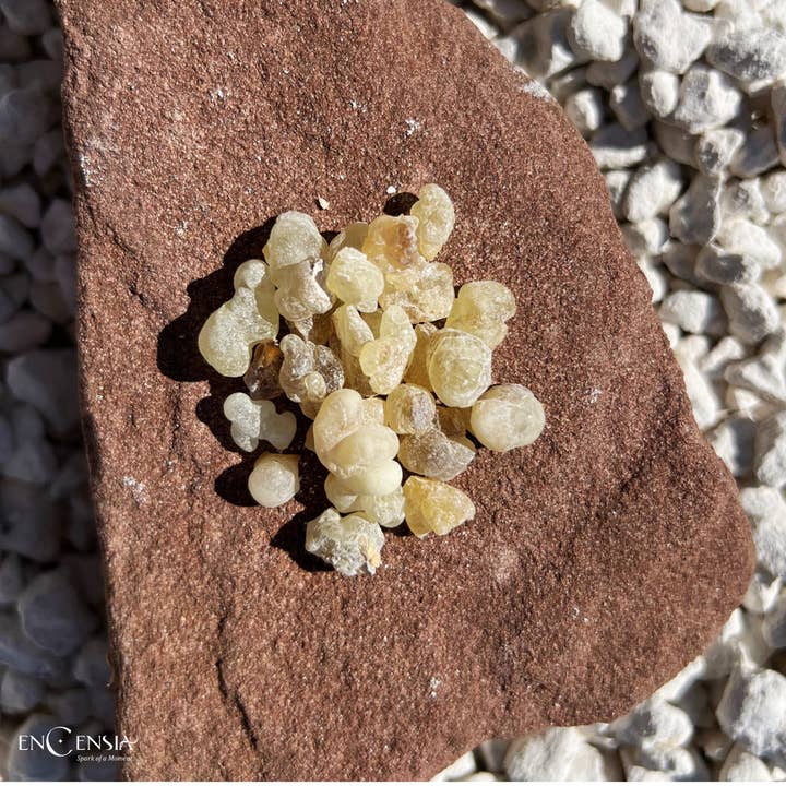 EncensiaWorld – wholesale Rökelse – Ren frankincense från Oman 100g - Boswellia Sacra - Lyxig6