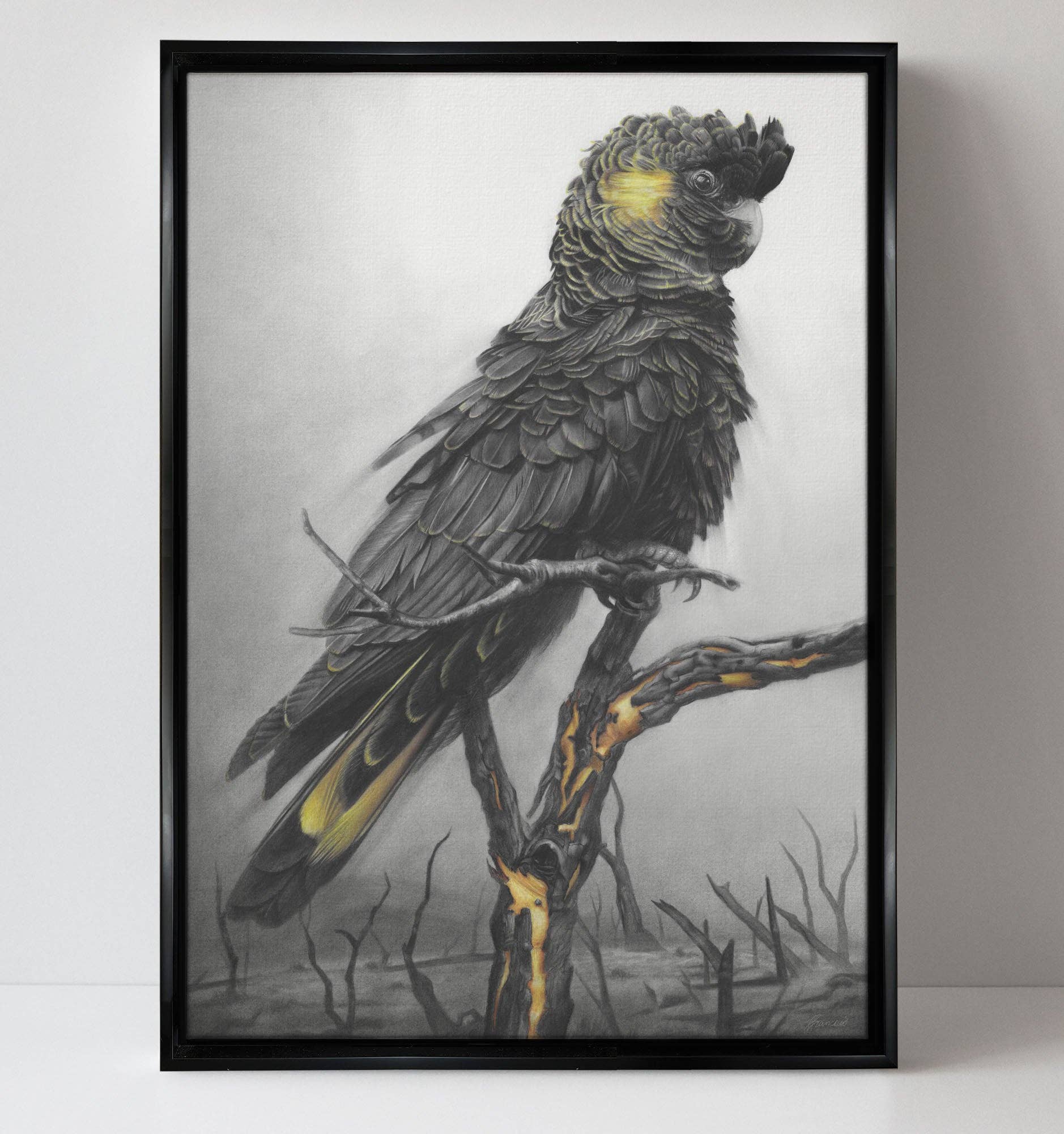 Fiona Francois Art – wholesale Art print – 'Black Cockatoo' canvas print1