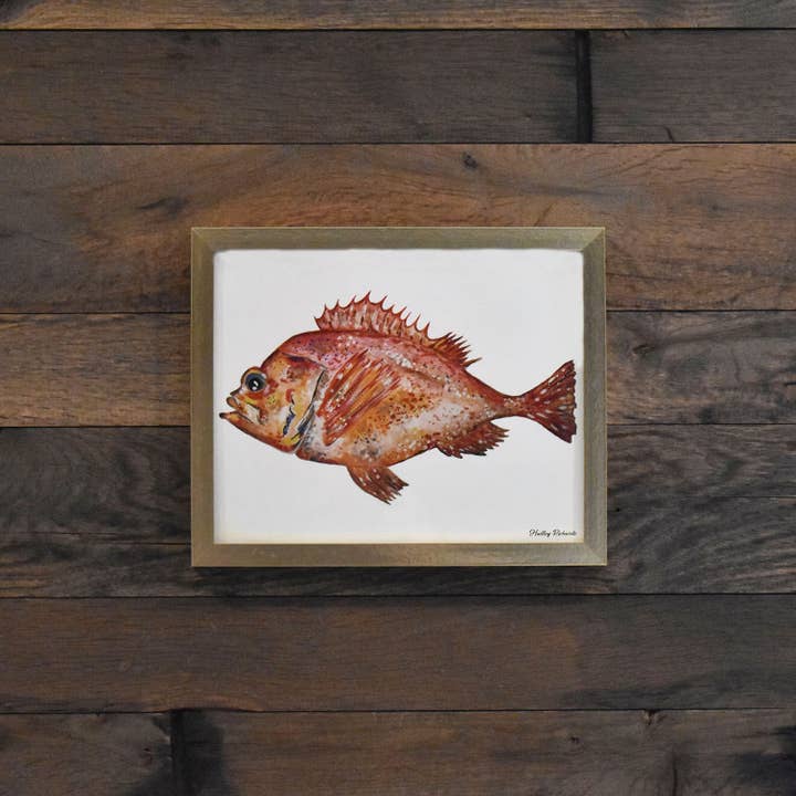 Acadian Redfish Zoutwatervis 8x10 Aquarelprint voor wholesale door Hadley Richards Designs