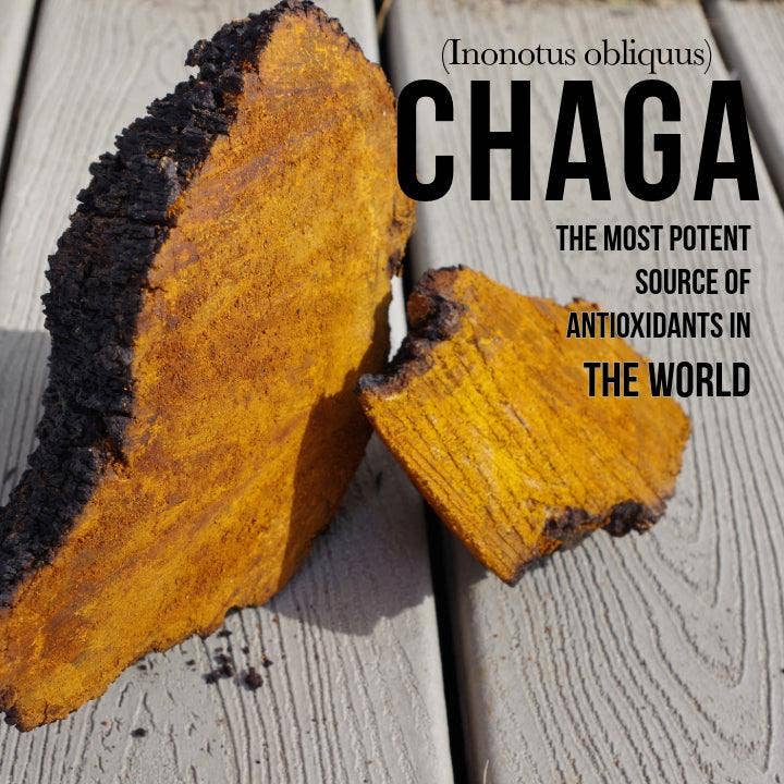 Vesper Mushrooms - Wholesale Tincture - Gray Matter 5 Mushroom Blend - Spagyric  (4oz./120ML)6