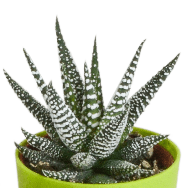 Oasis of Life – wholesale Succulent – Succulent Mix Gasteria & Haworthia – 5 Plants – Ø5.5cm Houseplants in Plastic Pot with Wooden Legs – Various Mini Succulents – Easy-Care Plants for Windowsill, Office & Living Room6