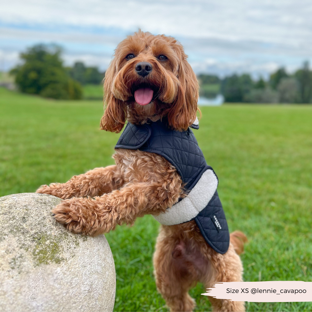 Cocopup London - Vente Manteau – chien - Manteau matelassé LUXE pour chien - Midnight Black14