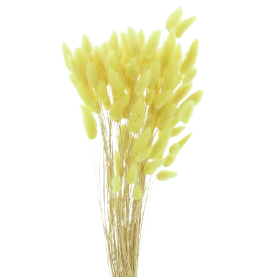 Concari.flores Preservadas - Wholesale Dried/Pressed Flowers - DRY LAGURUS0