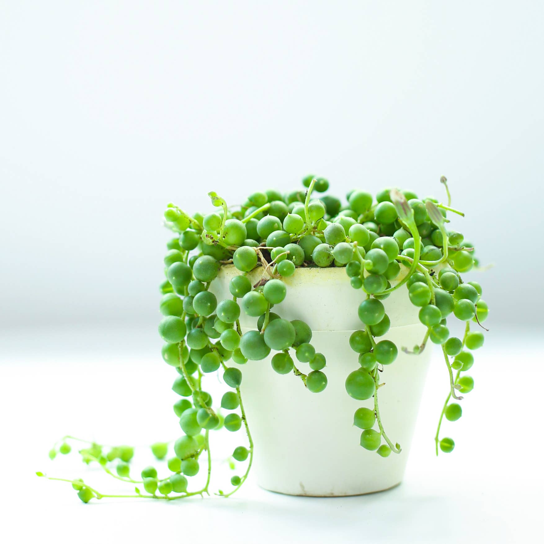 Best Plant Friend - Wholesale Succulent - String Of Pearls Succulent Plant 2/4/6 inch Grower Pot3
