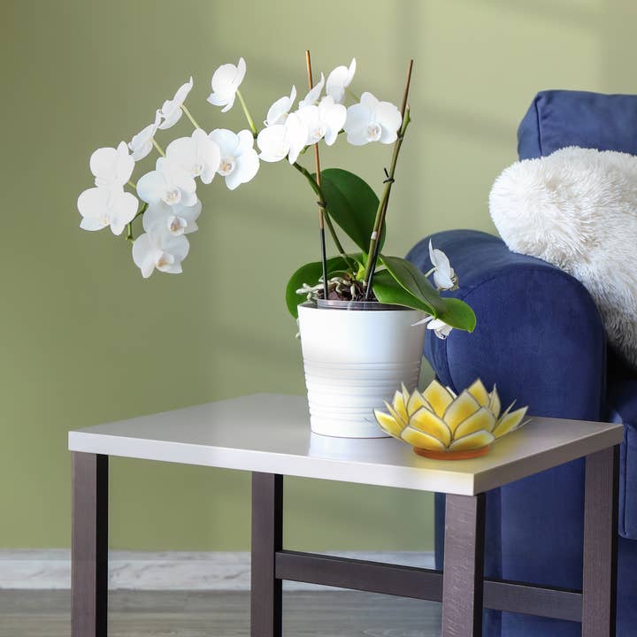 Om Gallery - Wholesale Candle holder - Dahlia Lotus Tlight Collection - 7 Colors9