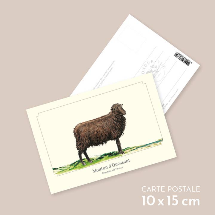 Mouton d'Ouessant - Postkort for engroshandel hos Longue-vue