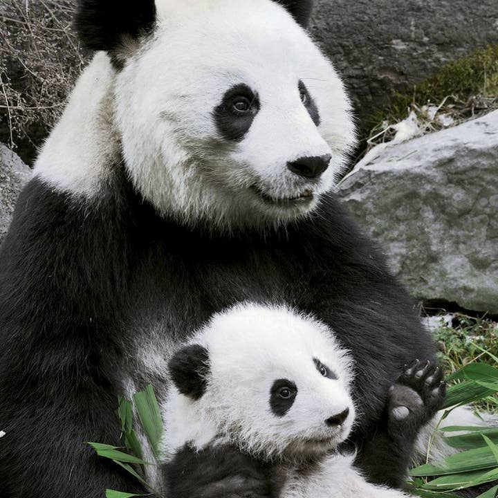 Giant Panda for wholesale by Retrospect Greeting Cards