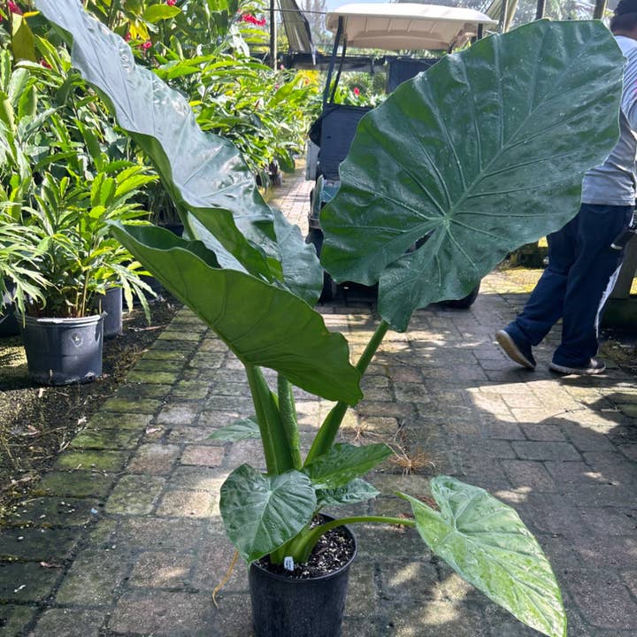 10" Alocasia Calidora for wholesale by Triad Plants
