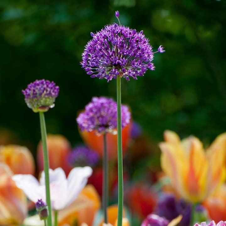 Oasis of Life - Wholesale Plant Seeds - Allium bulbs – 60 flower bulbs – Allium 'Purple Sensation' – flower bulbs – purple – tall ornamental onion plant for garden & bed – hardy spring flower4