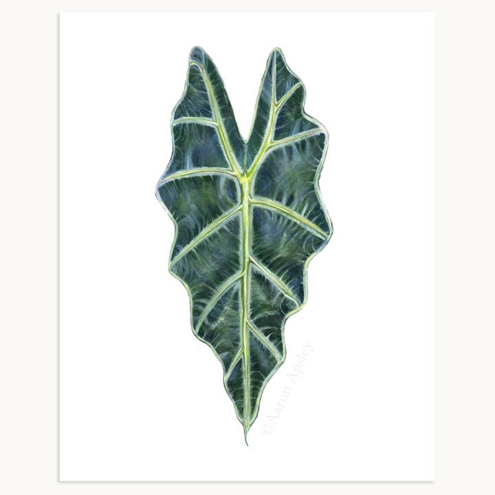 Aaron Apsley Artwork - Wholesale Art Print - Tropical Leaf Print - 8"x10"9