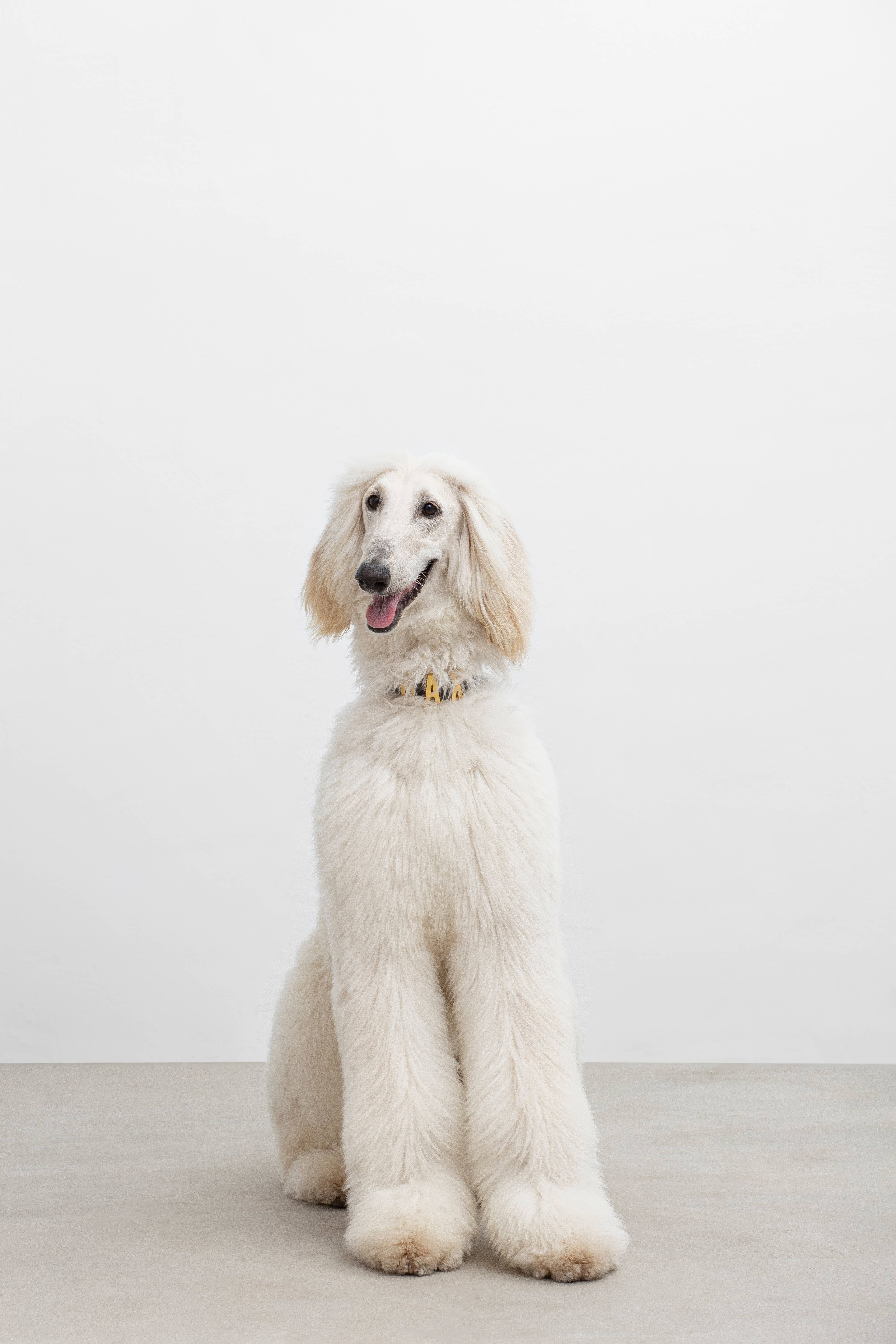 ARISTOPET - Wholesale Pet Collar - Dog - ANSELMO COLLAR13