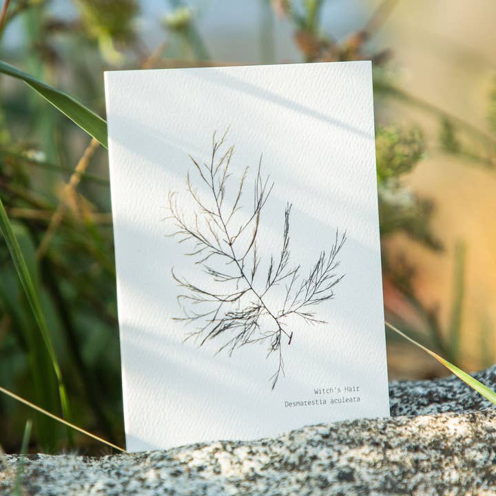 Carte vierge avec enveloppe - Algue "Cheveux de sorcière" pour la vente par Coasting Supplies