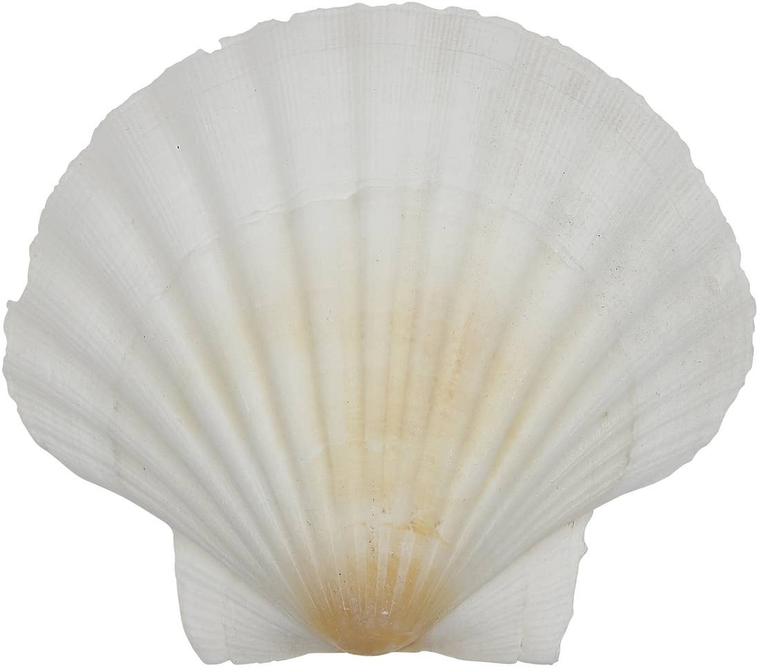HS Seashells - Wholesale Decorative Tabletop Object - Irish Deep Scallop 3.5-4"1