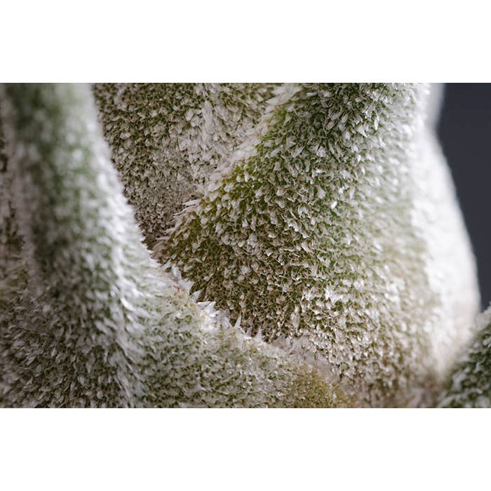 The Artizan Way - Vente Plante - Tillandsia Pruinosa Colombia - Silver Rare Air Plant10