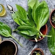 The Rike - Wholesale Loose Tea - Dried Plantain Tea, plantain leaf tea Cut & Sifted 100 Gram