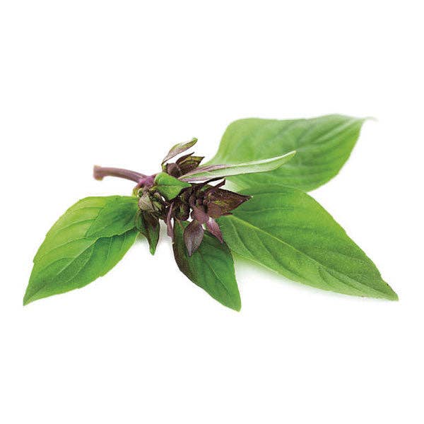 Piccolo Seeds - Wholesale Plant Seeds - Basil Thai1
