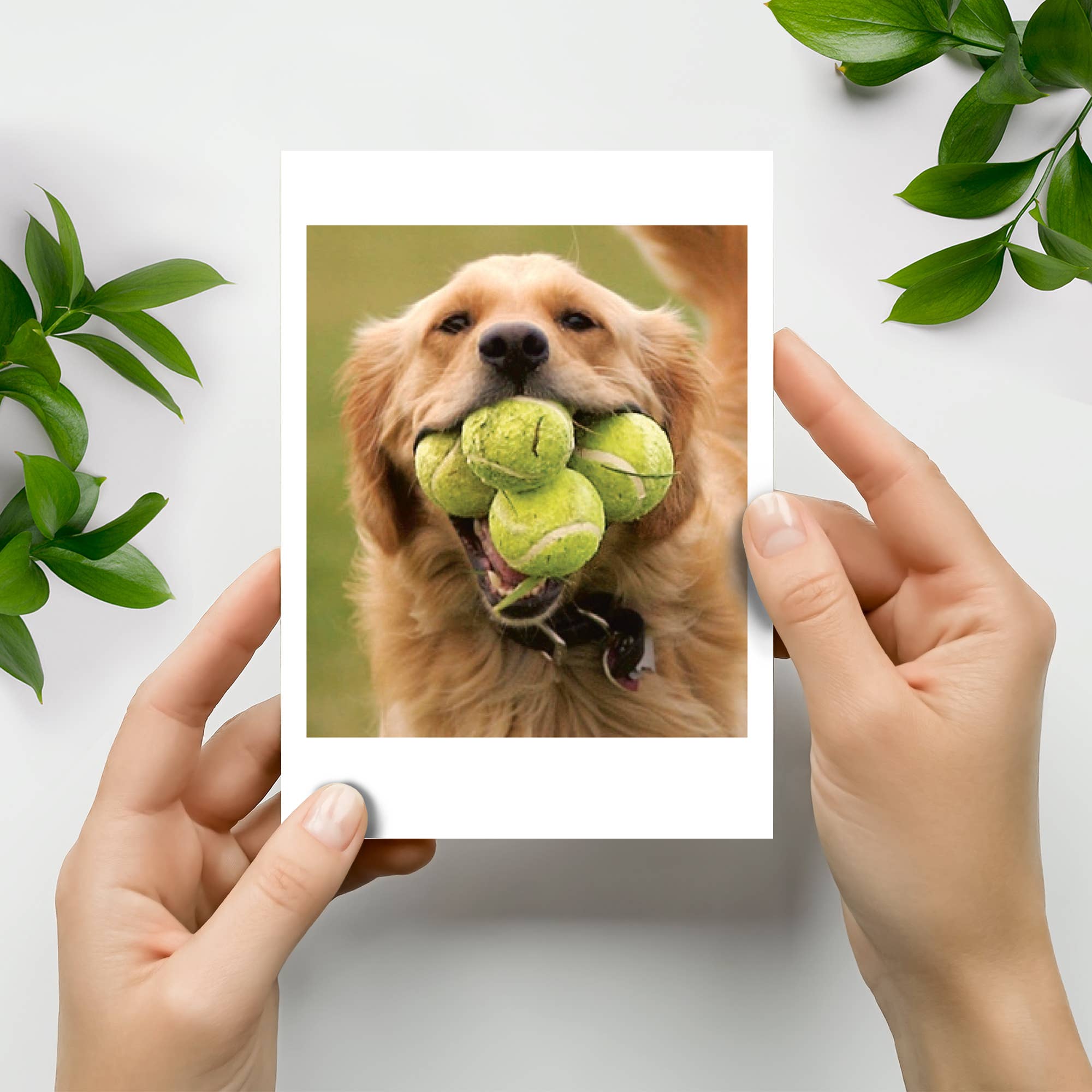 Northern Exposure - Wholesale Birthday Card - Tennis Dog Happy Birthday Greeting Card1