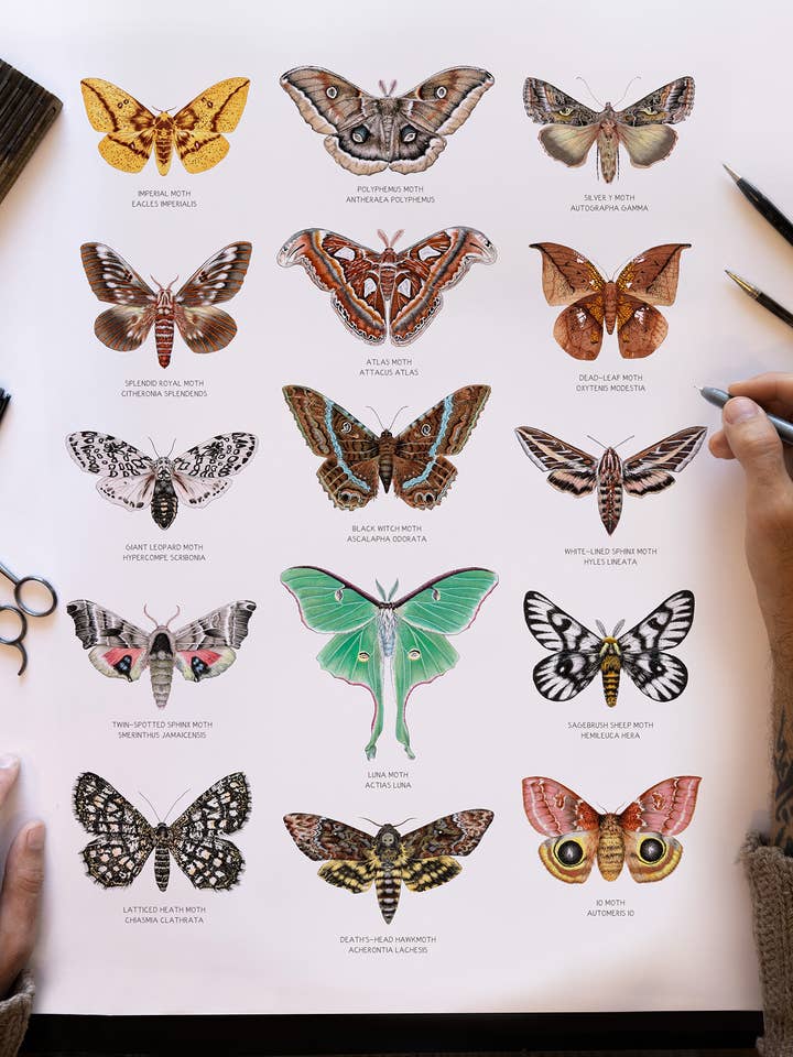 Moth Chart for wholesale by InkWell Spectrum