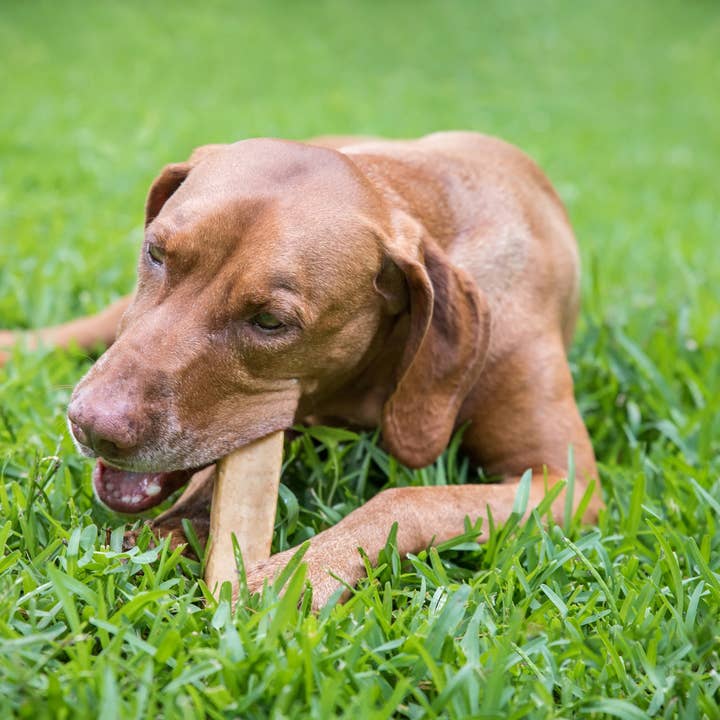 Kathmandu's Authentic Himalayan Cheese Yak Chew - Wholesale Pet Chew Toy - Dog - KATHMANDUS - Yak Cheese Dog Chew (S, M, L, and XL)2