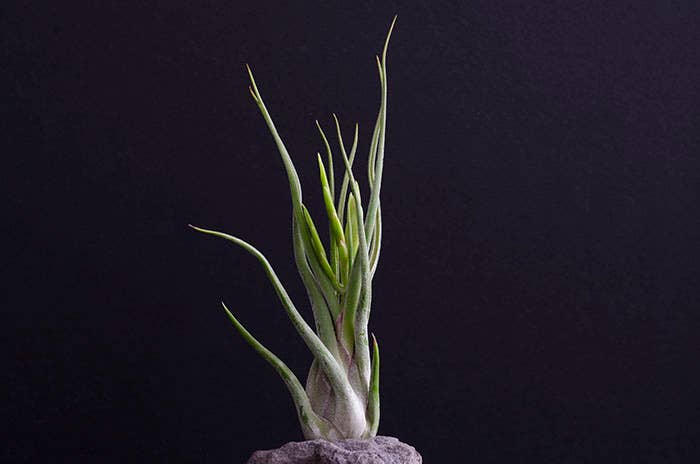 The Artizan Way - Vente Plante - Tillandsia Caput Medusae | Usine Air Vivante1