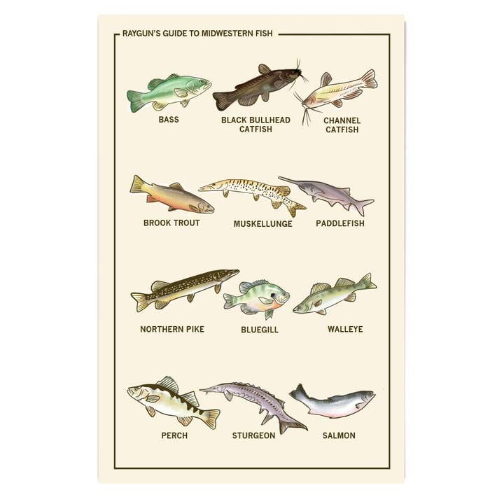 RAYGUN - Wholesale Postcard - Midwestern Fish Postcard
