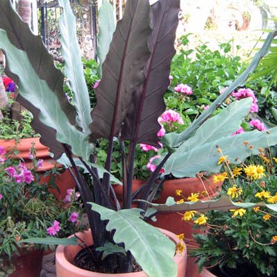 Alocasia Lauterbaachiana. for wholesale by Dick's Sticks and Exotics
