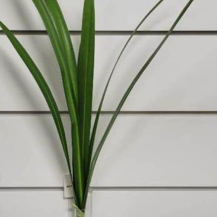 Orchid Leaves Bush for wholesale by CaBella A Casa