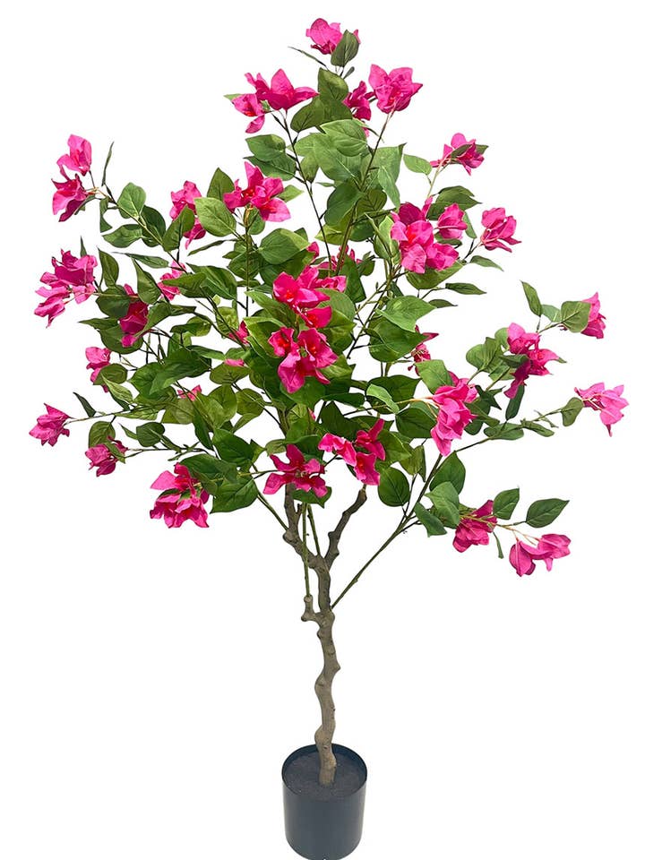 Bougainvillea-Baum, 42Blüten, 140cm für den Großhandel von Aguilar Málaga