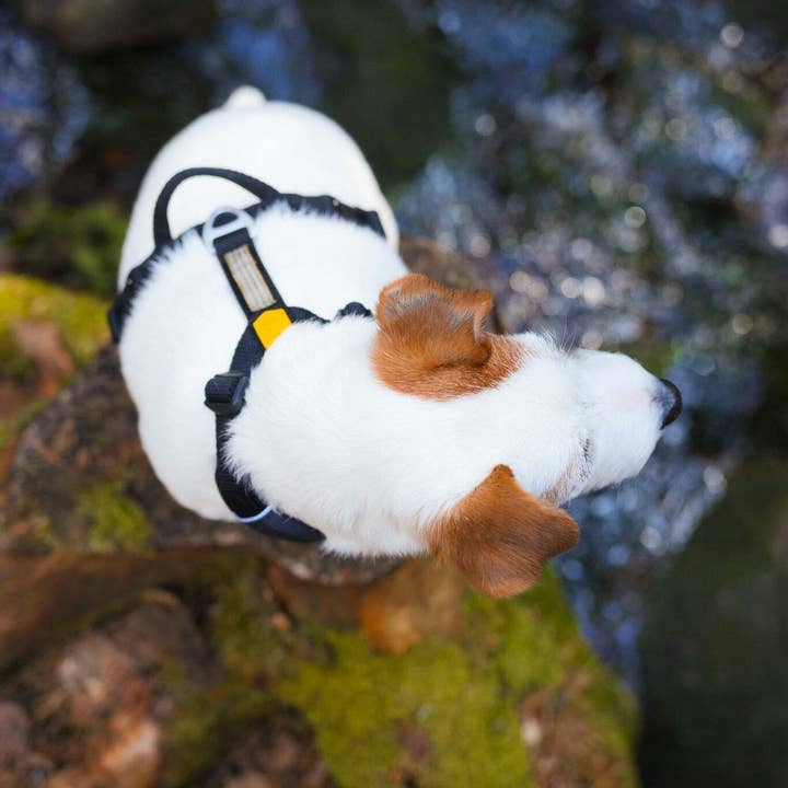 Woolly Wolf - Wholesale Pet Harness - Dog - Roam Harness Black4