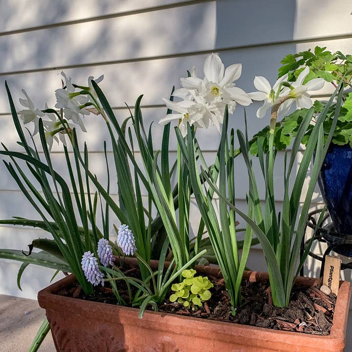 Plantgem - Wholesale Plant Seeds - Mini Triandura Thalia Daffodil - 12 Bulbs