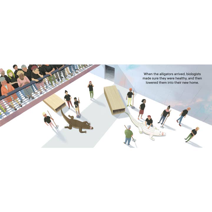 Penguin Random House LLC - Wholesale Preschool Book (3-5) - Claude : The True Story of a White Alligator4