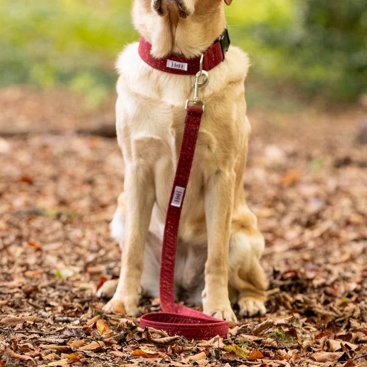 Sparkling Wine Pet Lead for wholesale by Hetty and Huxley