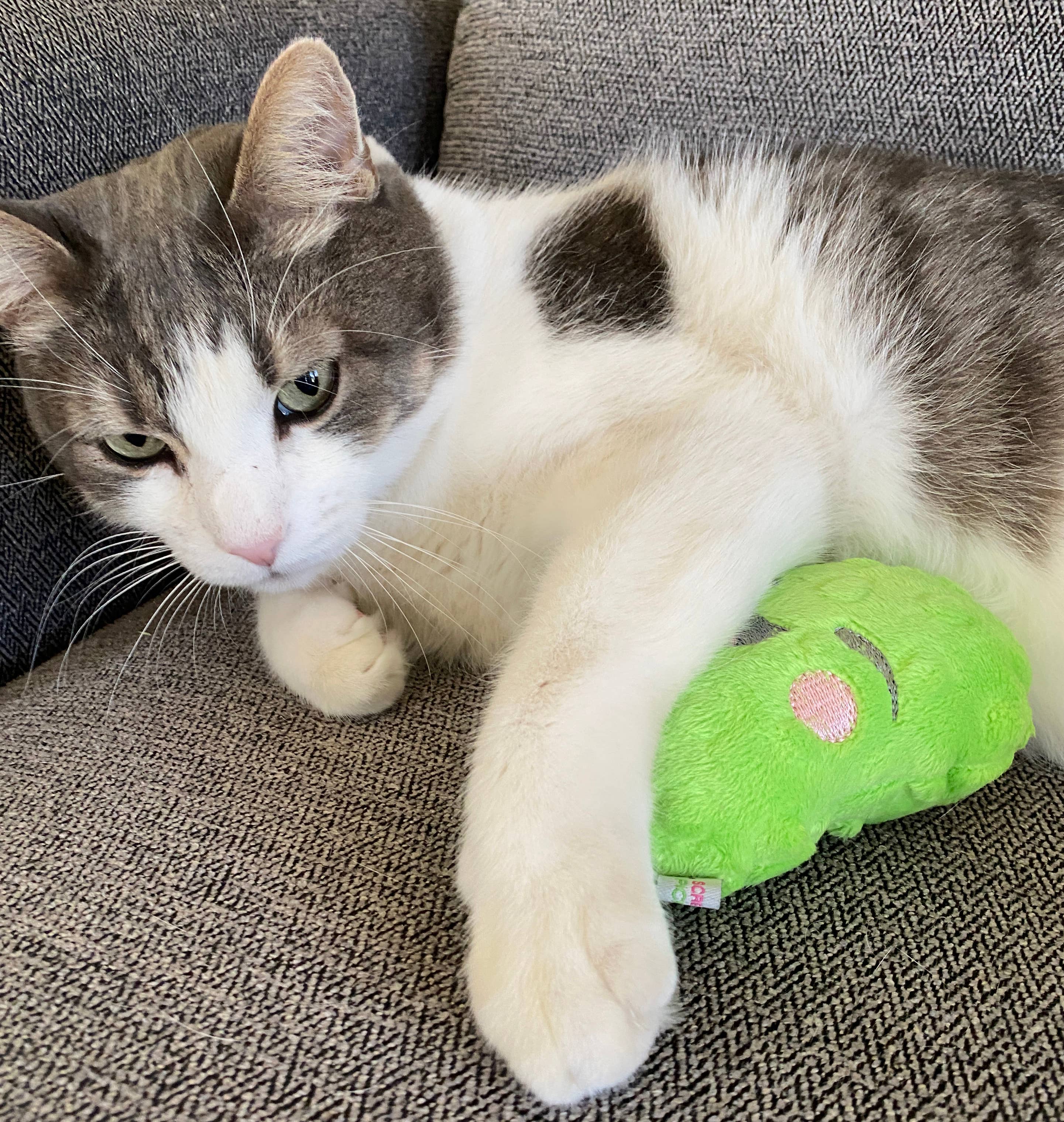 Screaming Pickles - Vente Jouet couineur – chien - Jouets pour animaux de compagnie faits à la main - Catnip/Dog Squeaker Mini Pickle18