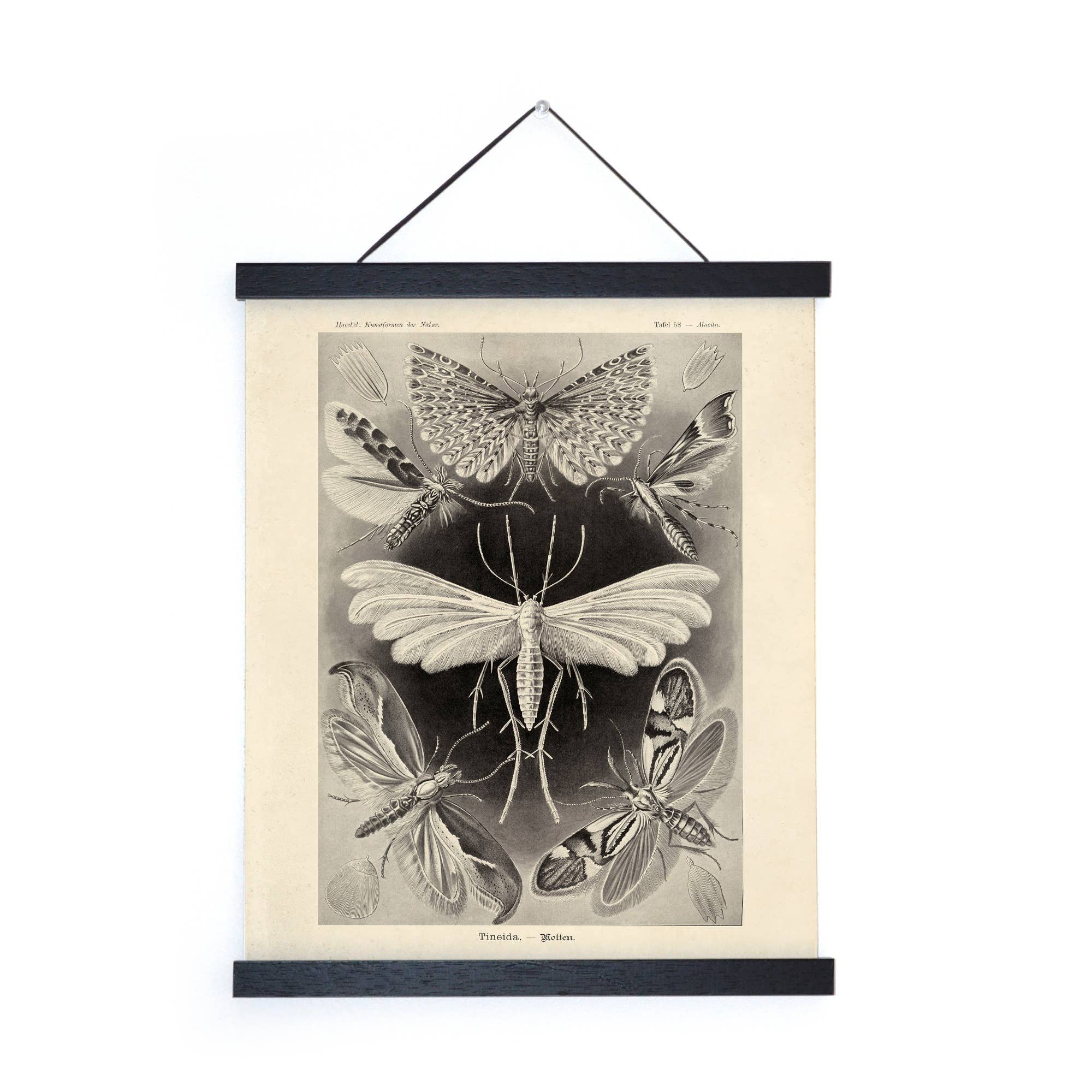 Curious Prints - Wholesale Art Print - Vintage Haeckel Moth Insect Print w/ optional frame2