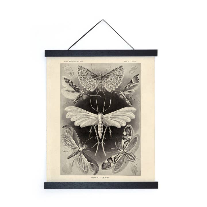 Curious Prints - Wholesale Art Print - Vintage Haeckel Moth Insect Print w/ optional frame2