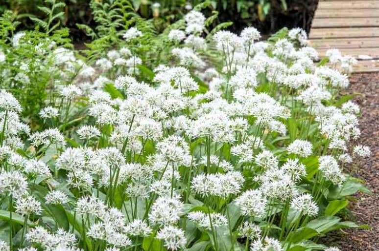 GardenPerspective – wholesale Levande växt – 5 - Vild vitlök Flerårig barrot Levande trädgårdsväxt2