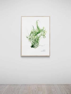 Croyde Bay Hand Pressed Seaweed Print, Gutweed for wholesale by The Seaweed Studio