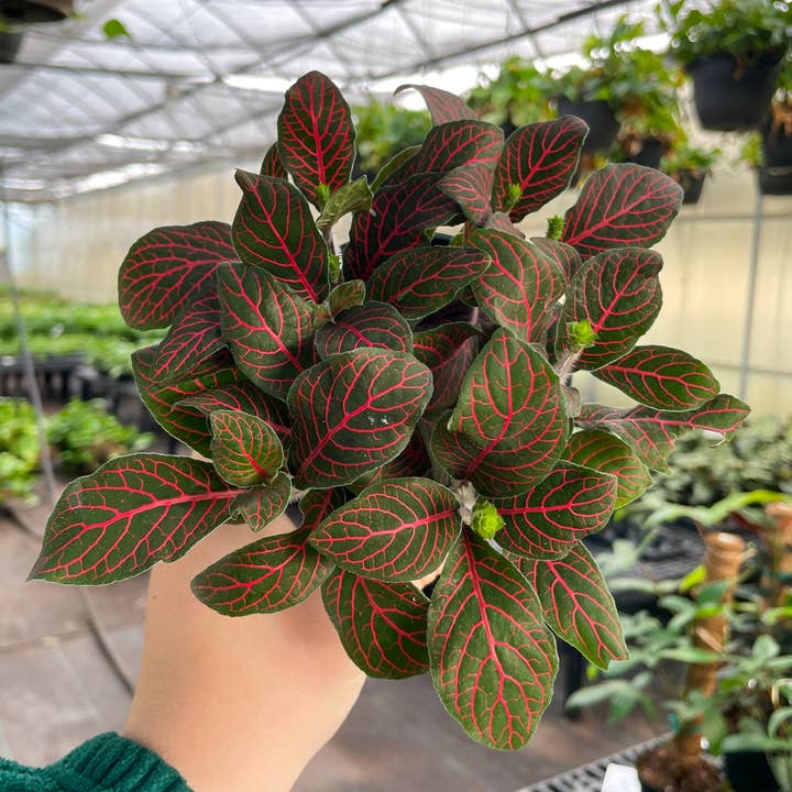 Thorsen's Greenhouse - Wholesale Live Plant - Red Fittonia Nerve Plant - Live Plant4
