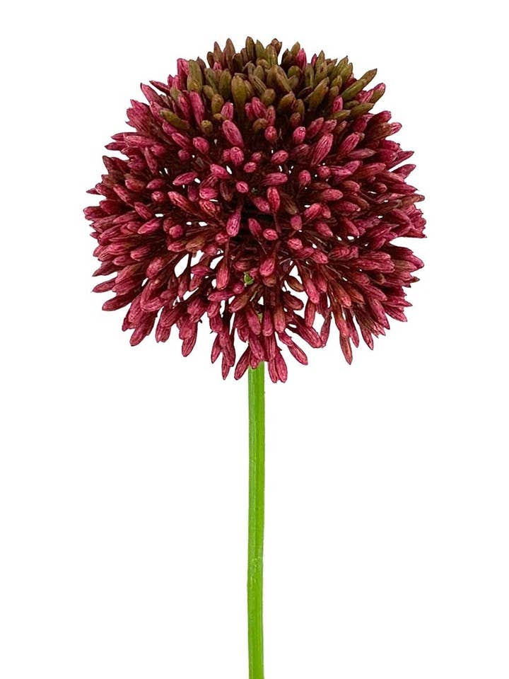 Alium Bordeaux 50cm (8cm) for wholesale by Aguilar Málaga