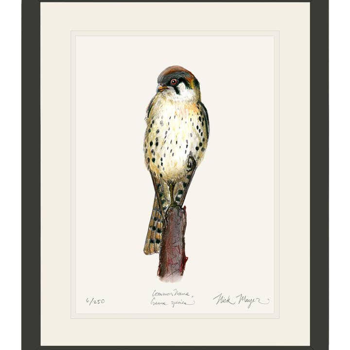 Nick Mayer Art – wholesale Konsttryck – Amerikansk tornfalk Begränsad Upplaga Begränsad Upplaga Tryck7