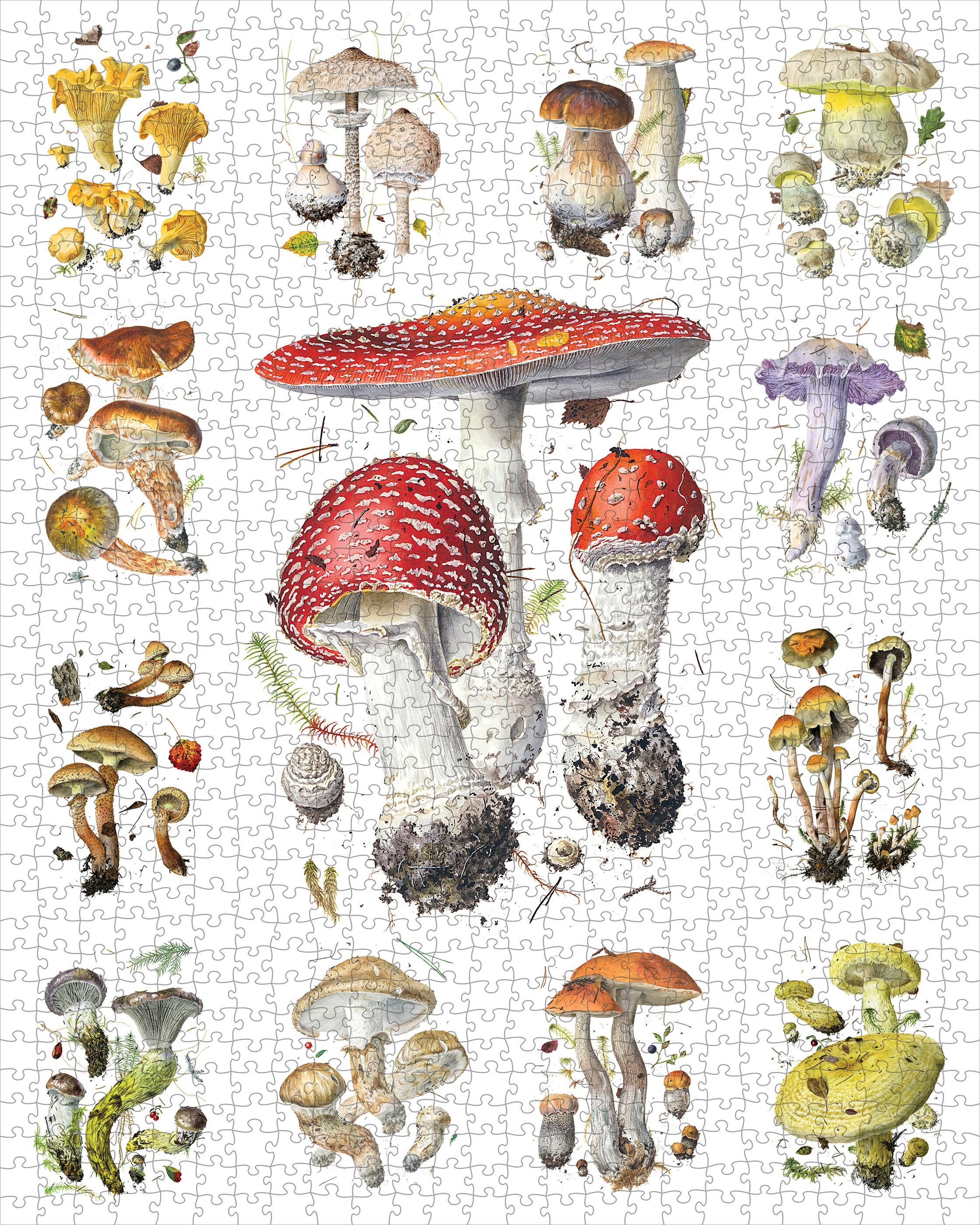 Pomegranate - Wholesale Puzzle - Adult - Mushrooms: Alexander Viazmensky 1000-Piece Jigsaw Puzzle1