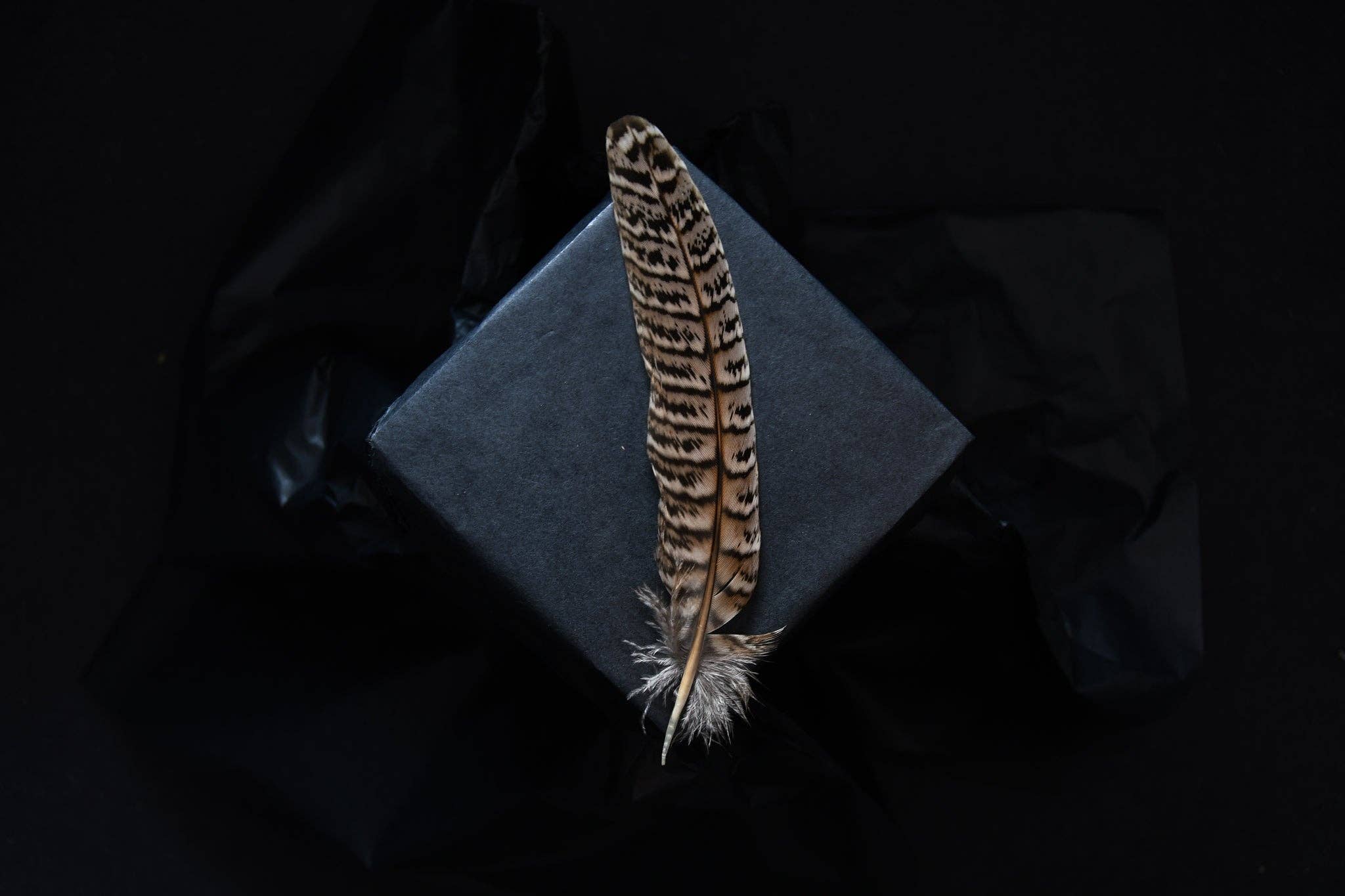 Plumes Naturelles - Wholesale Feathers - Pheasant feathers1