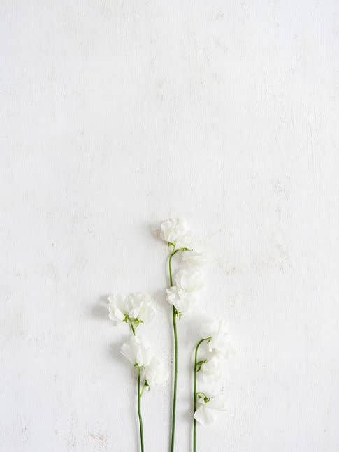 'Sweet Pea II' Fine Art Photography Print for wholesale by White Hill Home