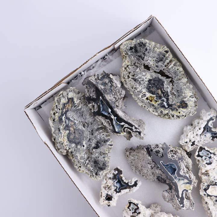 Agatized Coral Flat for wholesale by Mi Esperanza Minerals