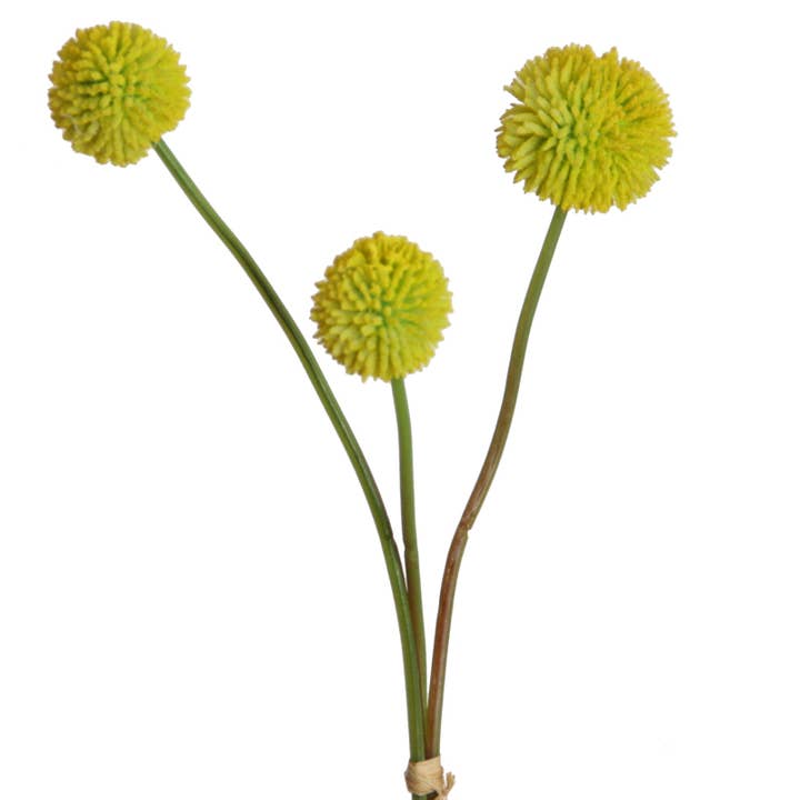 Cinturilla Craspedia x3 amarilla 47 cm para venta al por mayor de Floratexx