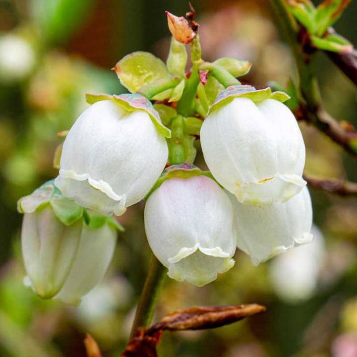 Smiley Honey - Wholesale Honey - Blueberry Honey1